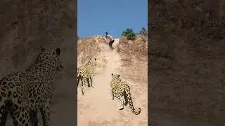 2 hungry chatta attacking aman# reels#attack#leopard#shorts#tiger#wildlife...