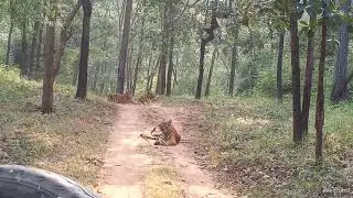 Amazing Tiger Sighting at Madhai (Satpura Tiger Reserve)