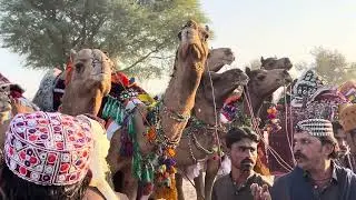 All beautiful camels🐫