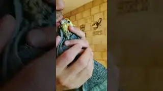 She loves to cuddle after bath 🚿 #cockatiel #birds #funny #cuddles #love