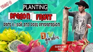 How to prepare Soil and Posts for Dragon Fruit Planting / Dragon Fruit Series Part 1