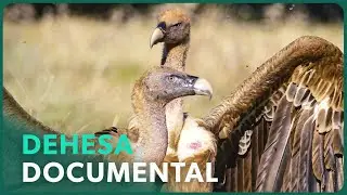 Invierno Ib&eacute;rico: El Incre&iacute;ble Para&iacute;so Natural de la Dehesa | Real Stories en Espa&ntilde;ol 🌍