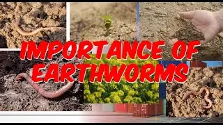 The Importance of Earthworms