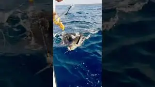 Sailfish catch & release Watamu,Kenya 🎣 #fishing #fishinginkenya #catchingfish #billfish #sailfish