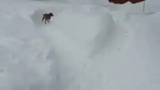 small mind is also small. watch funny dog gif #gif #meme #whatsappvideo original no audio