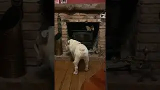 Dog barking out of both ends 😮