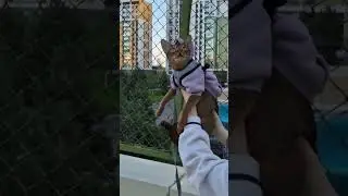 True king 🦁👑 #lionking #disney #music #catfunny #abyssinian #кот #catvideos #funnycatvideos #shorts