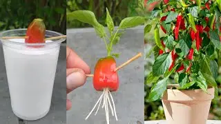 unbelievable growing chilli with chlli | 100%success with white water |