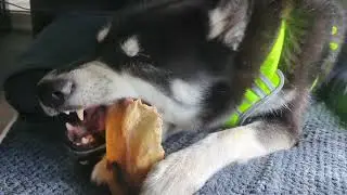Cracking dog snack | 🖤 Black Husky ASMR 🐺