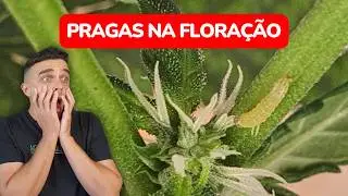 Preven&ccedil;&atilde;o de pragas na fase de flora&ccedil;&atilde;o