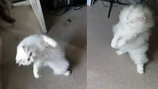 Slow-Mo Beauty: Two Elegant White Cats: Fur Therapy