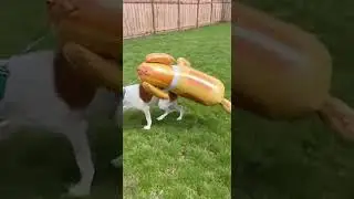 😂😂Crazy Pets so funny videos 😂😂🇺🇸🐈  #funny #shortvideo #shorts