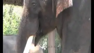 Elephant Speaks Korean