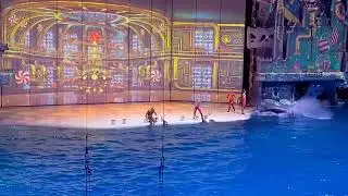 the dolphins show at Moscovarium #dolphins #dolphinsshow #shortsfeed#asmr #fypviral #fyp#satisfying