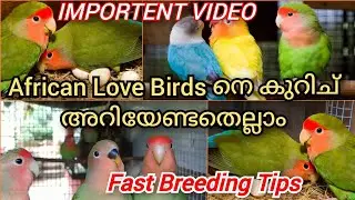 All about african lovebirds malayalam|African love birds breeding tips|  #lifeofjo#pets #birds