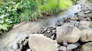DNA Repairing with nature's symphony - stream sounds with birds singing