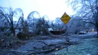 Independence ice storm takes largest tulip tree