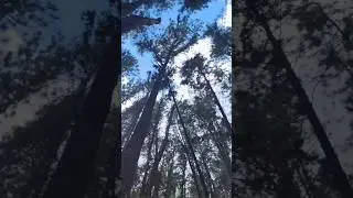 Pine Forest 💚 #greenlove  #shorts #travel#PineForest#ForestVibes#IntoTheWoods#NatureWalk#ForestTrail