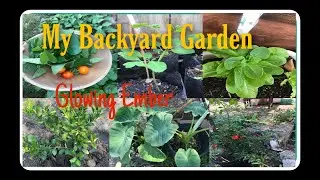 My backyard Garden in CA | Growing Filipino Veggies in US | Summer Veggies | Glowing Ember