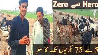Goat Buying Vlog/5 Goat say 75 Goat ka safer.