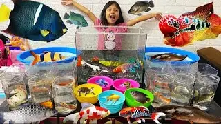 Mencampur Banyak Ikan di Aquarium Kotak, Ikan louhan, Red Devil, Gurame, Nila, Koi, Koki & Cupang