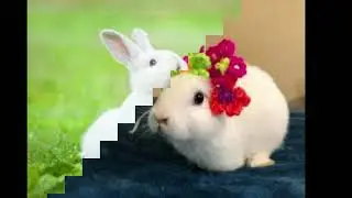 rabbit life cycle