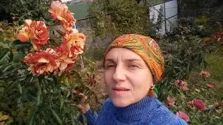 ГОРИЗОНТАЛЮ ТРОЯНДУ САММЕР ЛОДЖ( Summer Lodge) 🌹🥀