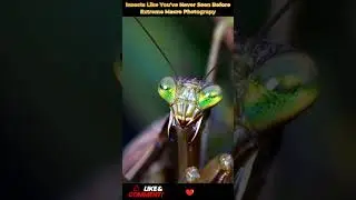 This is what insects actually look like up close | 22