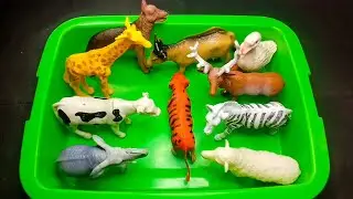 Animal Toys : Cow, Duck, Goat, Tiger, Elephant, Zebra, Lion, Deer | Asmr Unboxing