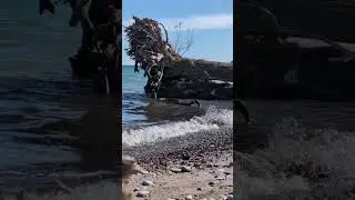 A quick pick-me-up in the middle of life's chaos! #nature #life #waves