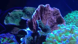 Nano Reef in an Elos Mini