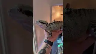Eastern Water Dragon #Waterdragon #Easternwaterdragon