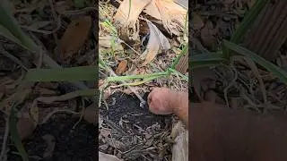 Planting Grocery Store Garlic in South Florida. 90 Day UPDATE.