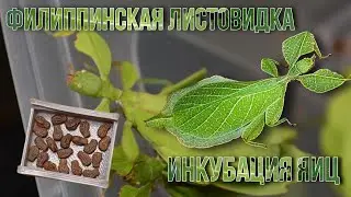 Распаковка и Инкубация Яиц 