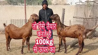 100٪ सिरोही नस्ल फार्म Dyma Goat Farm|Sale Available