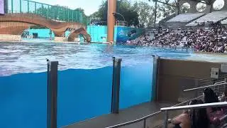Orca encounter Seaworld 2025 #wetzone#fyp