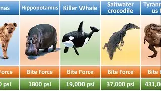 Strongest Animal Bite Force in the World 2025