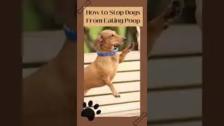How to Stop Dogs From Eating Poop