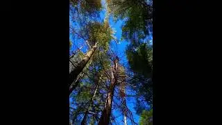 AUTUMN WALK in the FOREST: listen to the Music of Handel while surrounded by Colourful Leaves 🍁