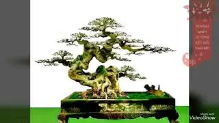 MD571 HÌNH ẢNH CÂY CẢNH BONSAI VIỆT NAM