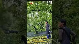 Fruits Harvesting Vibrating brushcutter Attachment