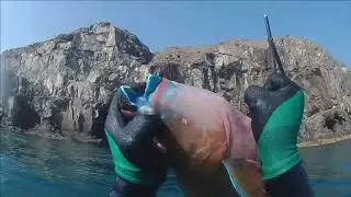 Monster Parrot Fish got Stuck under a Rock while Spearfishing