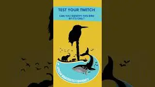 Test your twitch! Can you identify this bird by its call?