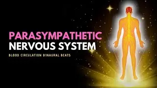 Parasympathetic Nervous System | Acetylcholine Supplement | Blood Circulation Binaural Beats