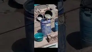 safe animal #safe #animal #sort #viral @pankaj sahu 4.2