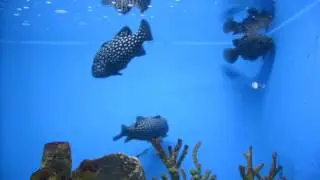 golden striped soapfish