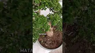 Daun Sancang menguning