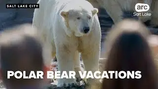 Why you should go see polar bears on vacation