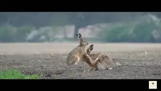 Naturschutzgebiet Bruchwald Ro&szlig;dunk direkt neben dem Paterdammer Forst.
