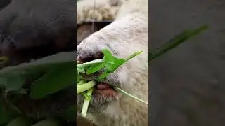 Baby Eating Grass #shortsvideo #shorts #youtubeshorts #sheep #eatinggrass #animals